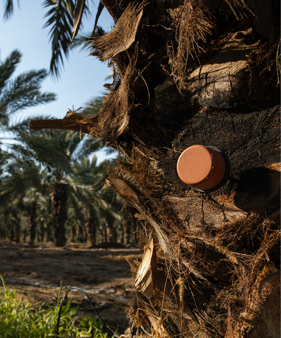 FARMX TREE sensor installed in a date palm trunk