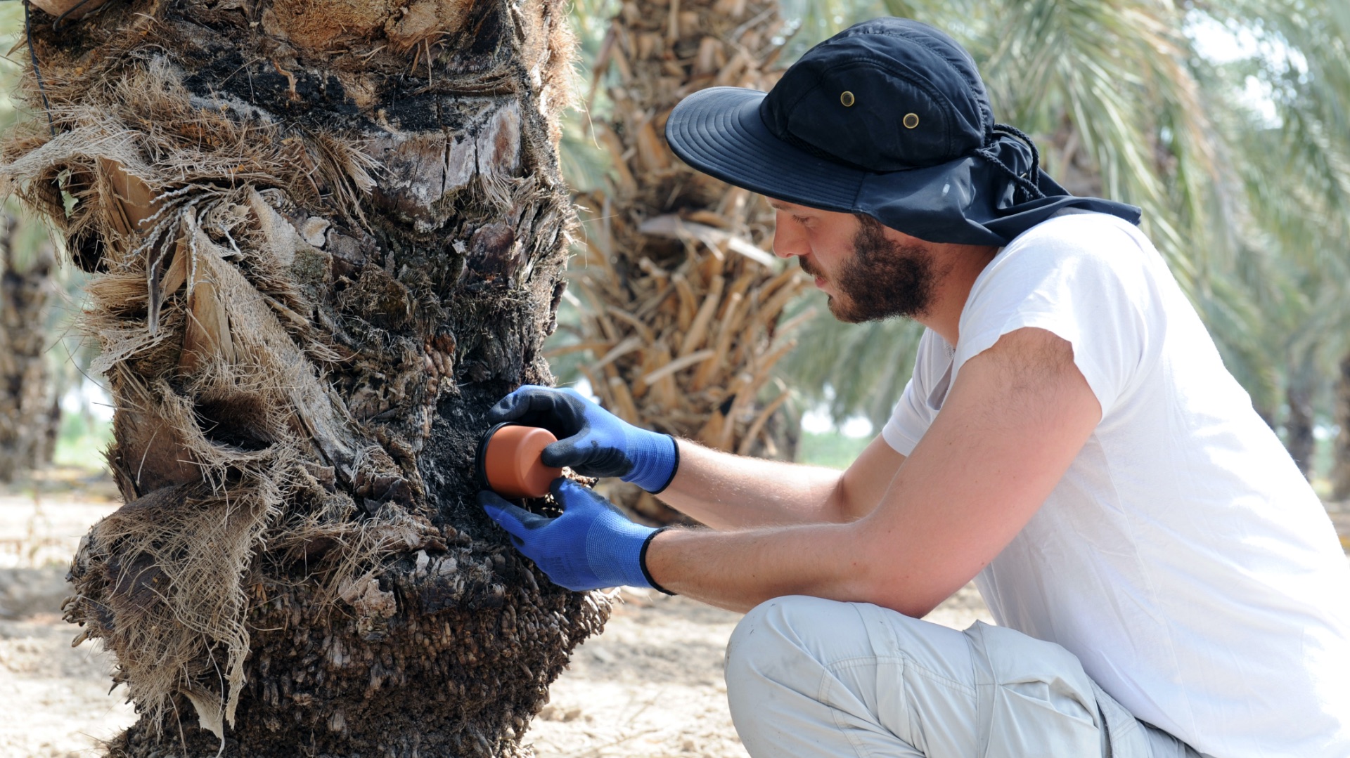 Technician installing the actual FARMX TREE sensor on a date palm