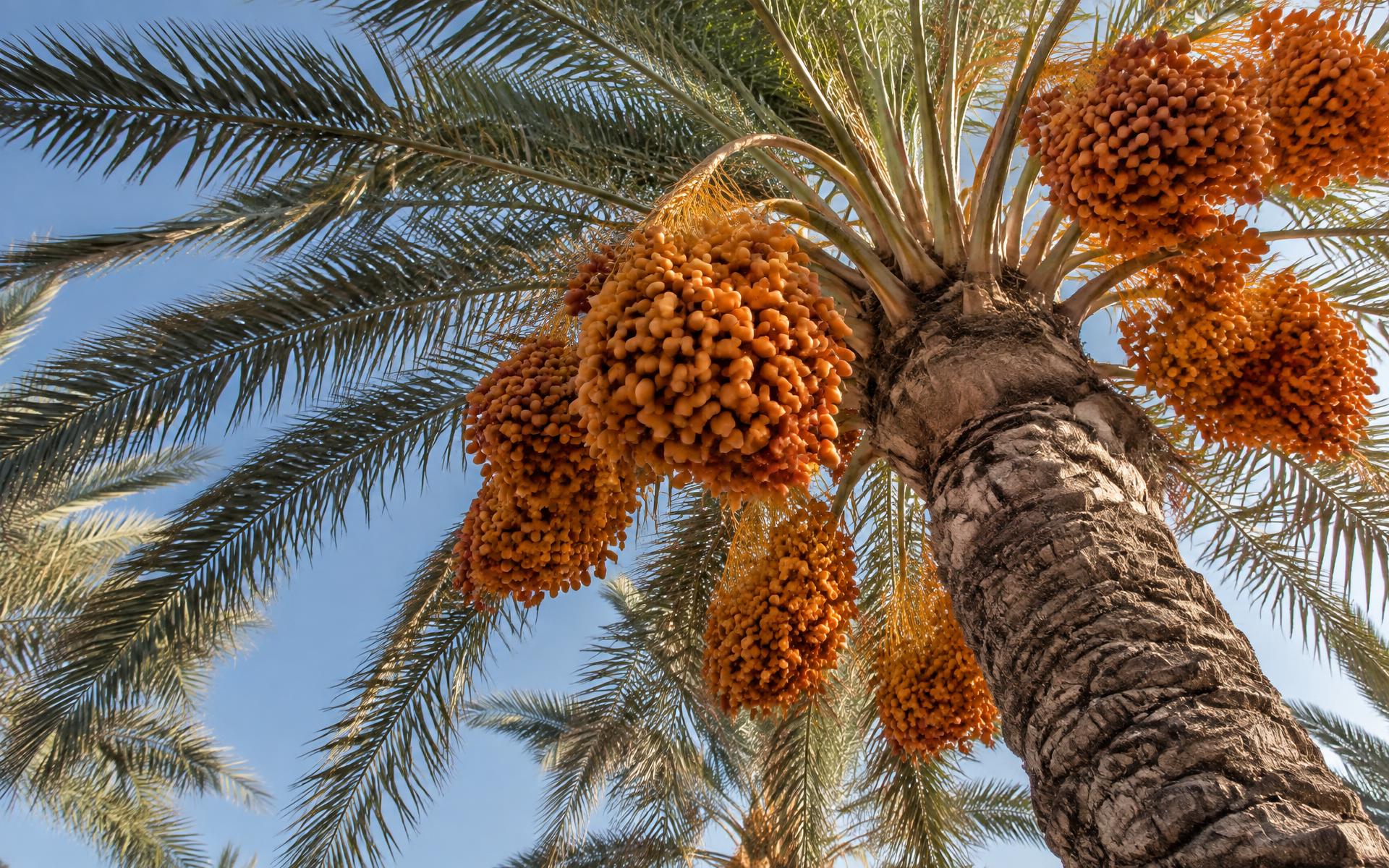 Date palm canopy