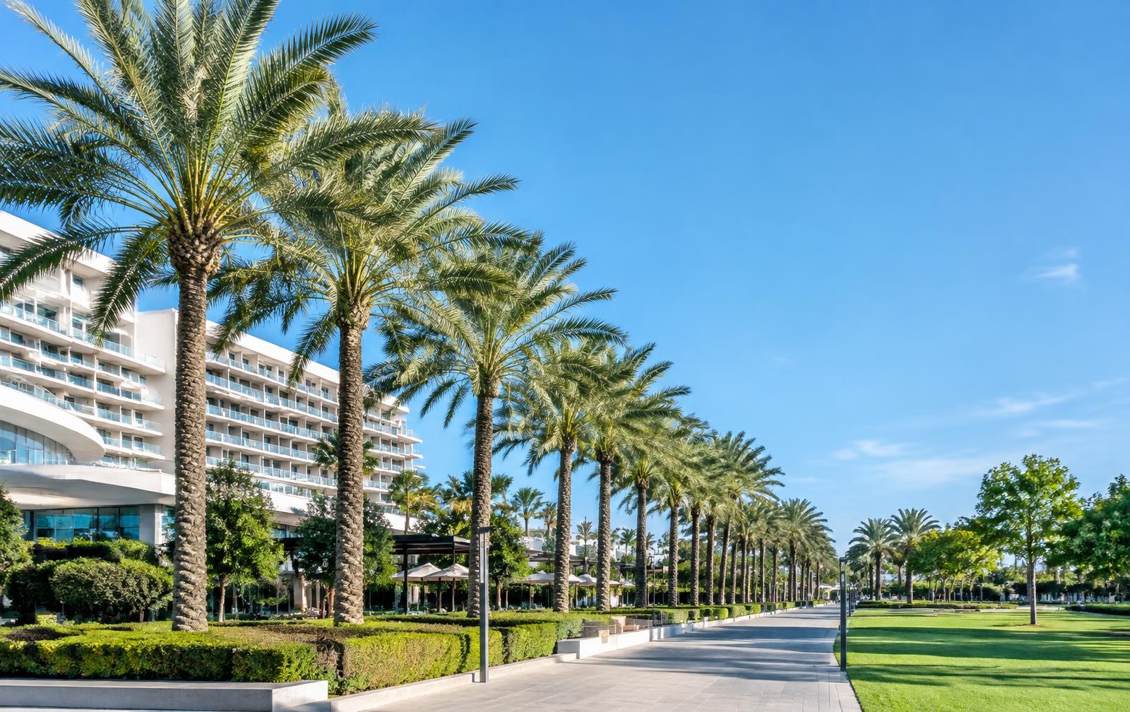 Ornamental palms along a landscaped promenade