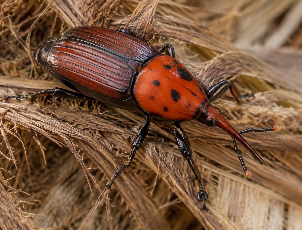 Close-up of a red palm weevil on palm fibre